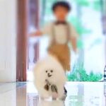 ポメラニアンが結婚式で指輪を渡す『リングドッグ』に挑戦した結果…あまりにも微笑ましい光景に1万いいねの反響　感動の光景に思わずホロリ(ブログ)