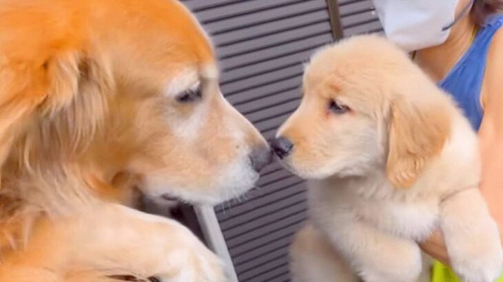 大型犬が『甥っ子と初めて会った』結果…尊すぎる『無邪気な反応』が19万再生「ちゃんと叔父さんｗ」「お顔がそっくり」と感動の声(ブログ)