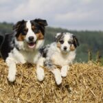 【知ってる？】犬種による特性の違いとは？タイプ・グループ毎の特徴と注意点を獣医が解説(ブログ)