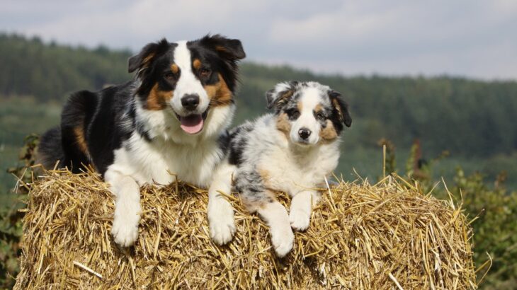 【知ってる？】犬種による特性の違いとは？タイプ・グループ毎の特徴と注意点を獣医が解説(ブログ)