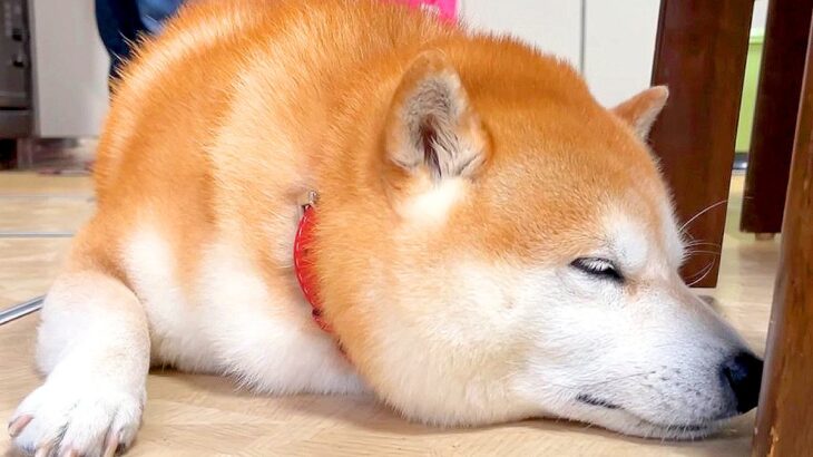 通路で寝ている犬が邪魔だったのでどかした結果…まさかの『文句』と嘘のような展開が45万再生「幼児がする行動で草」「キレててかわいいｗ」(ブログ)