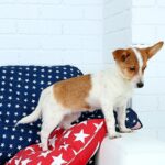 犬にとってよくない『インテリア』5選　愛犬に不快感や危険をもたらすモノとは？(ブログ)