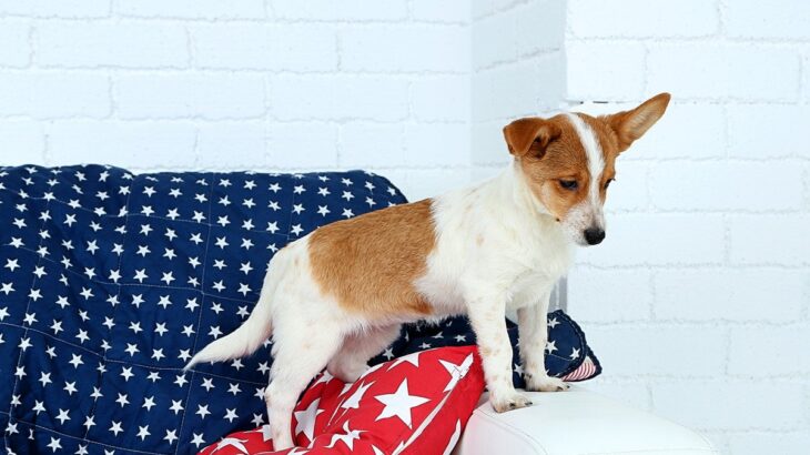 犬にとってよくない『インテリア』5選　愛犬に不快感や危険をもたらすモノとは？(ブログ)