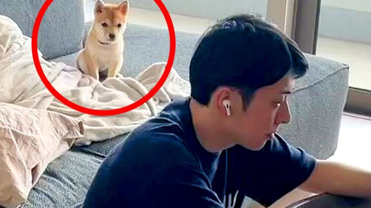 夫が『Zoom会議』をしていたら、子犬が…お行儀がよすぎる『まさかの姿』が28万再生「可愛いｗｗ」「良い会議になるだろうな」と大絶賛(ブログ)