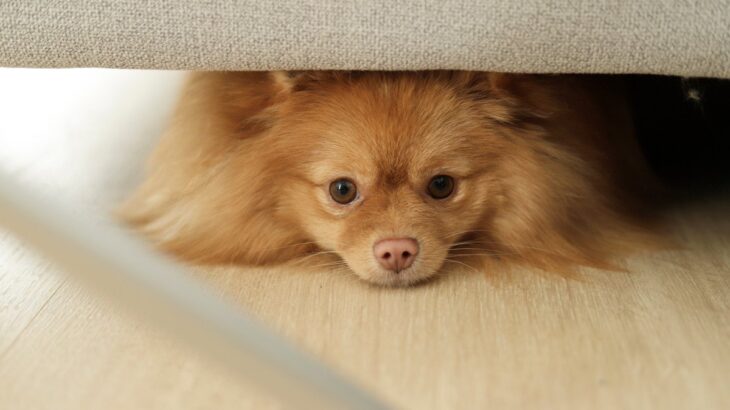 犬が『かくれんぼ』をしたがる5つの理由　習性や心理、トラブルを防ぐための対処法を解説(ブログ)