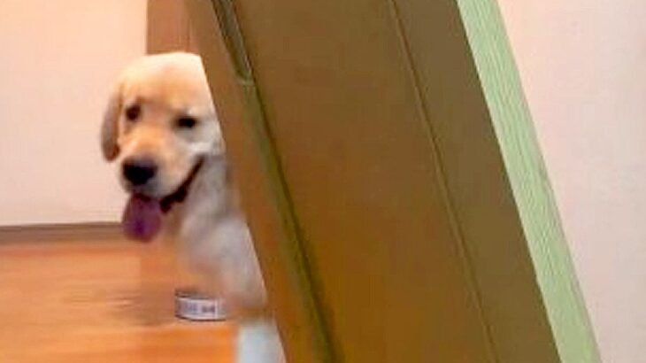 大型犬が18年間、毎日開けていたドアが…まさかの『衝撃的すぎる壊れ方』が25万表示「蓄積されたダメージがｗ」「限界突破してて草」と話題(ブログ)