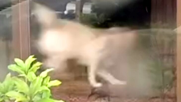 『嘘だろ…』犬と切ないお別れをしたと思っていたら…出かけた瞬間の『まさかの行動』が552万再生「切替早過ぎて草」「きっと見間違い」と爆笑(ブログ)
