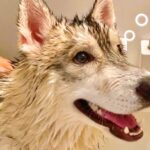泥まみれになった『真っ黒のハスキー犬』を洗った結果…想像以上に『生まれ変わる光景』が19万再生「モフモフで最高」「ギャップが可愛い」(ブログ)