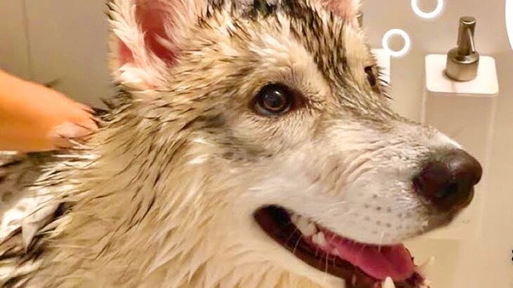 泥まみれになった『真っ黒のハスキー犬』を洗った結果…想像以上に『生まれ変わる光景』が19万再生「モフモフで最高」「ギャップが可愛い」(ブログ)