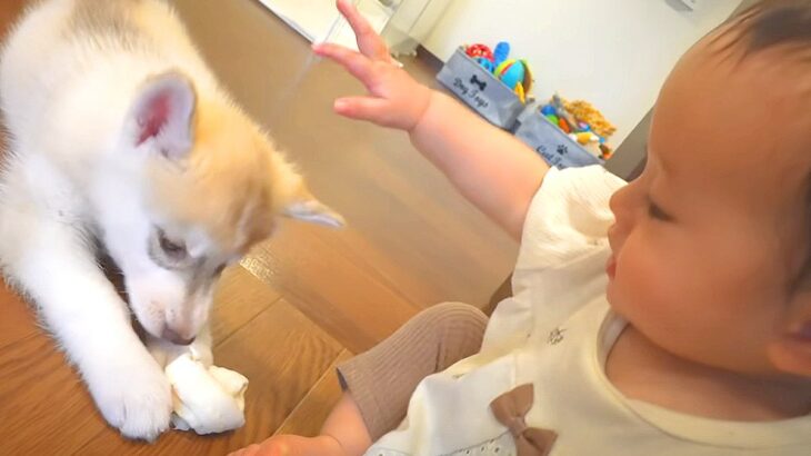 1歳の赤ちゃんが『子犬のお世話をどうしてもしたかった』結果…平和すぎる『尊い光景』が6万再生「かわいいが大渋滞」「幸せな気持ちになる」(ブログ)