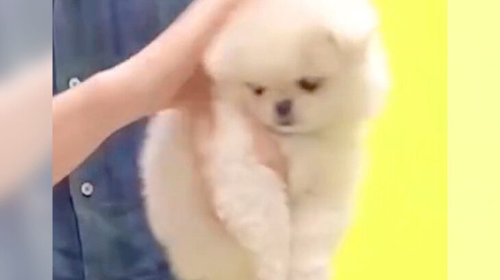『学校に行きたくない』と言う息子が、犬と出会った結果…『感動の物語』が泣けてくると22万再生「まさに家族の救世主」「涙腺崩壊した」(ブログ)