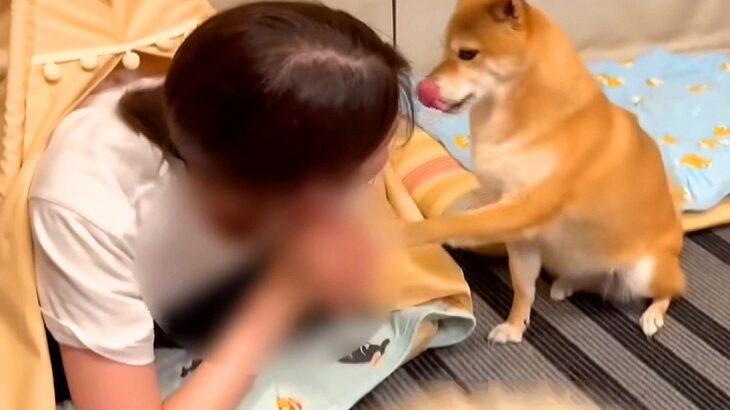 犬は自分の部屋に『不法侵入』されていたら…どうする？『予想外の反応』に爆笑の声「マジ？って顔してるの草」「人間みたいｗ」と26万再生(ブログ)