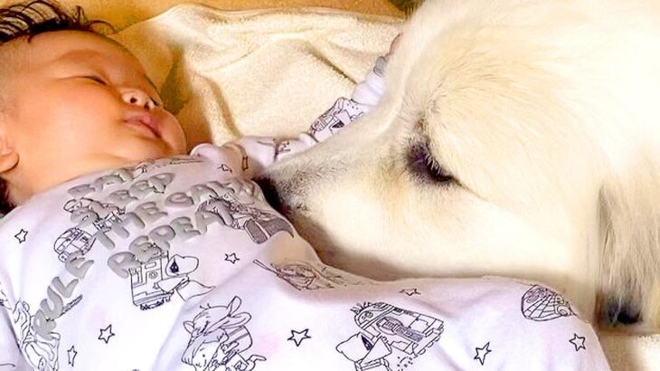 赤ちゃんが『超大型犬を間近で見た』結果…はじめて起こった『予想外の出来事』が443万再生「大興奮でかわいいｗ」「愛情だだもれ」と絶賛(ブログ)