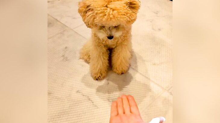 無言で『おて』をしてみたら、犬が…まさかの『クセが強すぎる行動』が48万再生「振りかぶってるｗ」「ダイナミックすぎて草」と爆笑の声(ブログ)