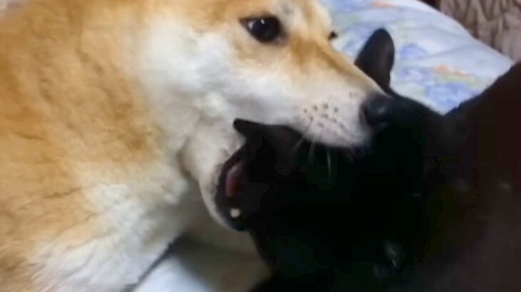 『犬と猫がイチャイチャしてる』と思ったら…衝撃的な『まさかの奇行』が面白過ぎると1200万再生「想像以上ｗｗ」「これがリア獣か」と爆笑(ブログ)