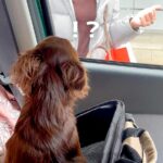 犬が『ママと会えるわけがない』と思っていたら…数日ぶりの『突然の再会』で見せた反応が1万8000再生「愛しさMAX」「パパ忘れられてて草」(ブログ)