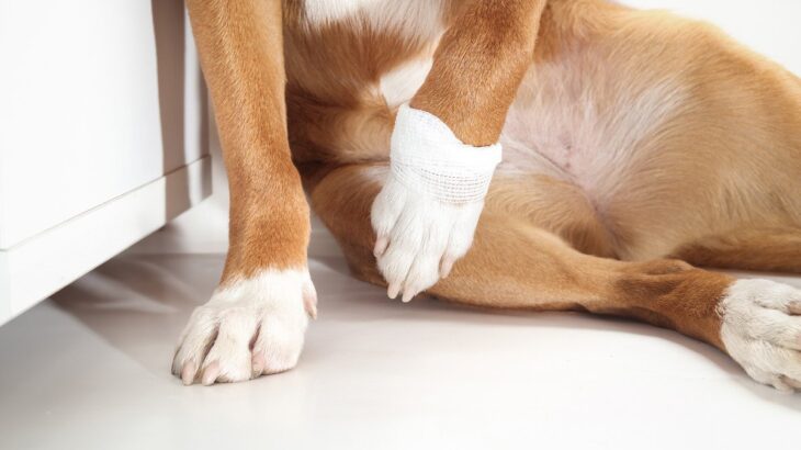 犬の『関節』悪いときにみせるサイン4選　痛みの原因や日頃からできる予防法まで(ブログ)