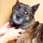 犬が『お風呂に入りたくない』と抵抗していたら、パパの一言で…『まさかの展開』に驚き「秒で反応ｗｗ」「パパの言葉は神のお言葉」と7万再生(ブログ)