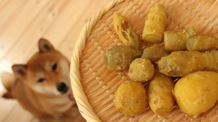 愛犬と一緒に楽しめる『秋の味覚』4つ　犬にいい影響を与える栄養素や調理方法、注意点まで解説(ブログ)