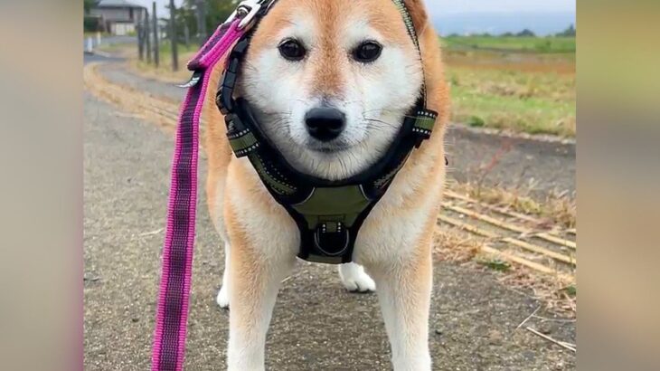 散歩中、犬が動かなくなったと思ったら…想定外な『まさかの末路』に212万表示の反響「拒否柴の進化系ｗ」「哀愁漂ってて草」と爆笑の声(ブログ)