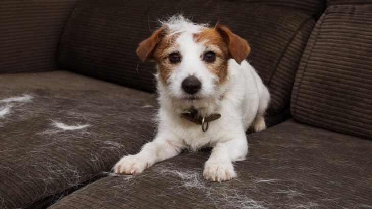 犬の毛質が悪くなる飼い主のNG行動3つ　逆効果になりかねないその行為とは(ブログ)