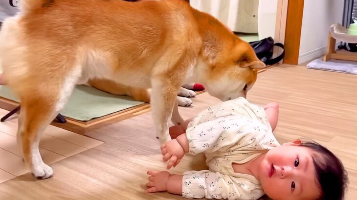 寝返り練習中の赤ちゃんが『どうしても犬に触りたい』と頑張っていたら…まさかの結末が39万再生「たまらん可愛さ…」「すごすぎる」と大絶賛(ブログ)