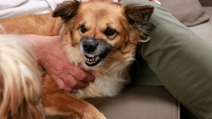 犬が『大嫌いな人』にみせる仕草や行動5選　愛犬が苦手に感じる人の特徴や共通点とは？(ブログ)