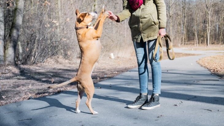 犬に『二足歩行』をさせる危険性とは？絶対NGな理由や愛犬に与える悪影響まで(ブログ)