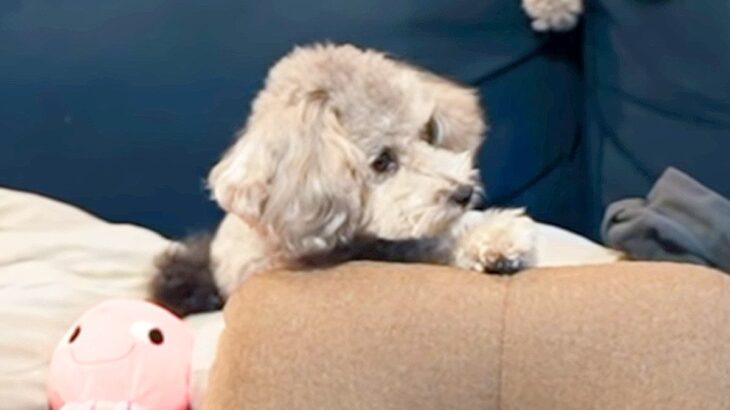 隠し撮りした『犬のお留守番』で健気に頑張る姿が…切なすぎる光景が泣けてくると20万再生「たまらなく愛おしい」「感動して涙が」絶賛の声(ブログ)