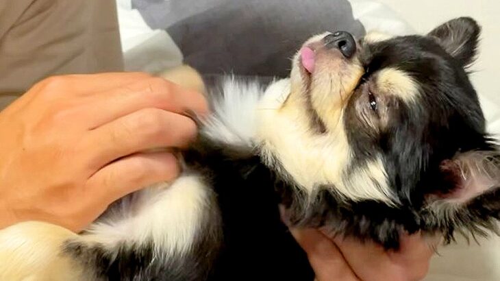 『ヤマトの配達員に吠えてしまった犬』を説教したら…まさかの『全く響いてない姿』が42万再生「ちゅー拒否笑うｗ」「寝ちゃうの草」と爆笑(ブログ)