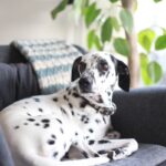 『留守番が苦手な犬』に見られる特徴3選　克服させる方法や飼い主が外出時に注意すべきことまで(ブログ)