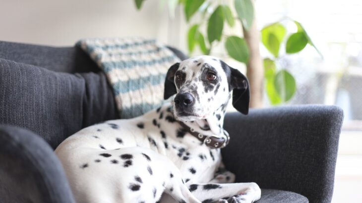『留守番が苦手な犬』に見られる特徴3選　克服させる方法や飼い主が外出時に注意すべきことまで(ブログ)