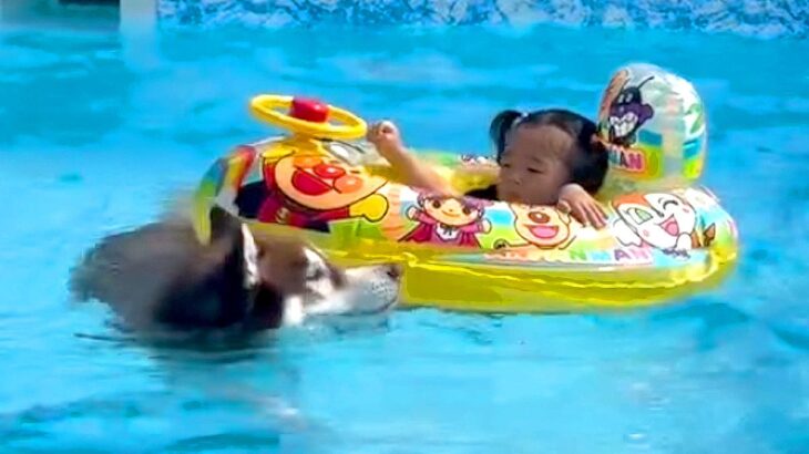 赤ちゃんが浮き輪に乗っていたら、大型犬が…まるでお兄ちゃんな『頼りになる姿』が話題に「可愛すぎる」「守らなきゃいけない存在」と2万再生(ブログ)
