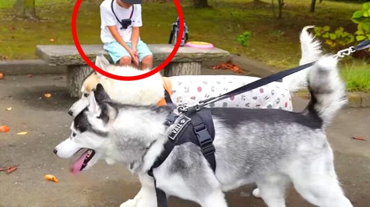 大型犬は『3ヵ月会っていない甥っ子』が散歩中にいたら気付く？ まさかの『検証結果』がジワると56万再生「最強にかわいいｗ」「尊すぎる」(ブログ)