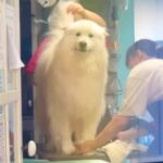 トリミング中の大型犬と目が合った結果…まさかの『切なすぎる表情』が114万表示「雪舞ってるの草」「耳ぺったんこで可愛すぎるｗｗ」と絶賛(ブログ)