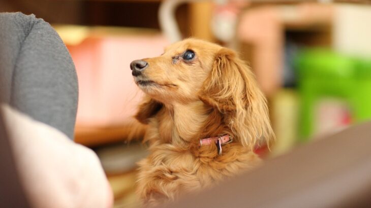 犬が『ク～ン』と鳴く心理4選　放っておいても大丈夫？飼い主の適切な対応方法まで(ブログ)