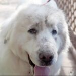 30分後、犬と『お出かけ』しようとしたら…まさかの『衝撃的すぎる姿』での登場が69万再生「バツの悪そうな顔ｗ」「笑って流せるの素敵」(ブログ)