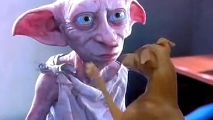 犬と一緒に『ハリーポッター』を観ていたら…『あれ？俺映ってるやん』想像以上に似すぎている姿が20万再生「イタグレあるあるｗ」と爆笑(ブログ)