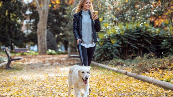 犬を危険に晒す『散歩方法』4選　愛犬の命に関わる飼い主の絶対NG行為とは？(ブログ)