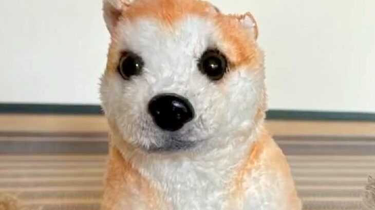 おじいちゃんが犬のために『おもちゃを修理した』結果…愛情深い光景が尊すぎると話題に「手つきがプロ」「すごい嬉しそうで感動」と大絶賛(ブログ)