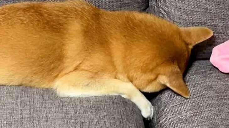 犬が『自分で隠したガム』を探していたら…コントのような『まさかの姿』が可愛すぎると14万再生「赤ちゃんみたいｗ」「そんなことある？」(ブログ)