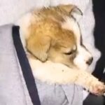 『雨に濡れていた赤ちゃん犬』を保護した結果…想像すらできなかった『まさかの展開』が泣けると13万再生「本当に良かった」「感謝しかない」(ブログ)
