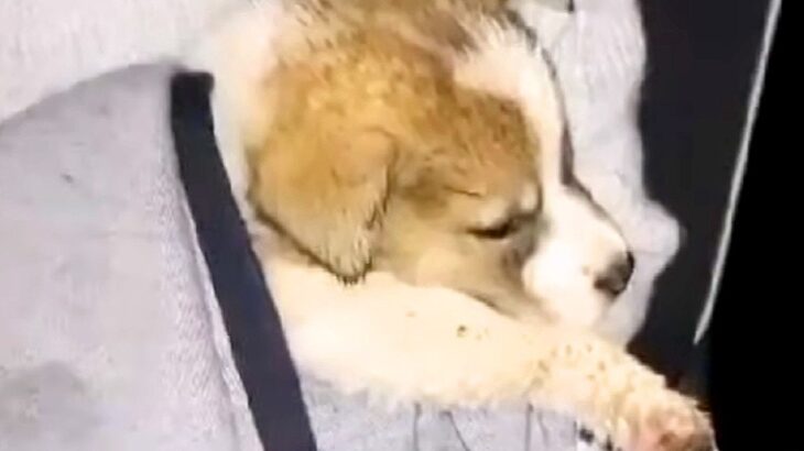 『雨に濡れていた赤ちゃん犬』を保護した結果…想像すらできなかった『まさかの展開』が泣けると13万再生「本当に良かった」「感謝しかない」(ブログ)
