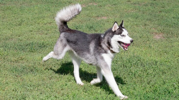 犬の『尻尾』が担っている2つの役割とは？　読み取れる心理や可愛いだけじゃない意外な使い方まで(ブログ)