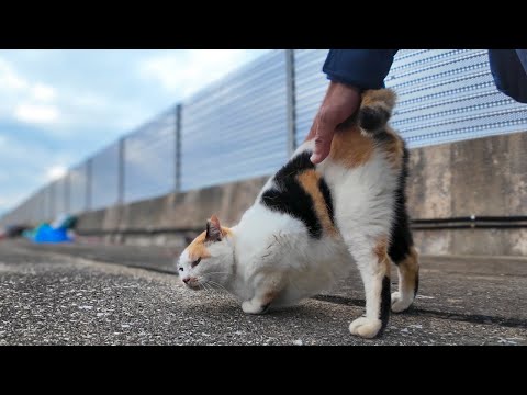 漁港のハートマークの三毛猫ちゃんは腰トントンが好き(YouTube)