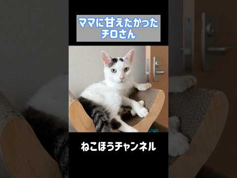 寂しくて急いでママのところに来る猫チロさん #shorts(YouTube)