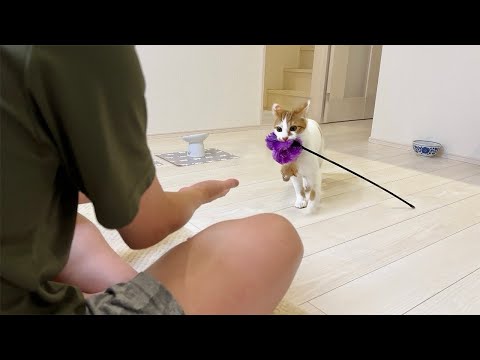 父に遊んでほしくておもちゃを持ってくる子猫たちがかわいすぎました…笑(YouTube)
