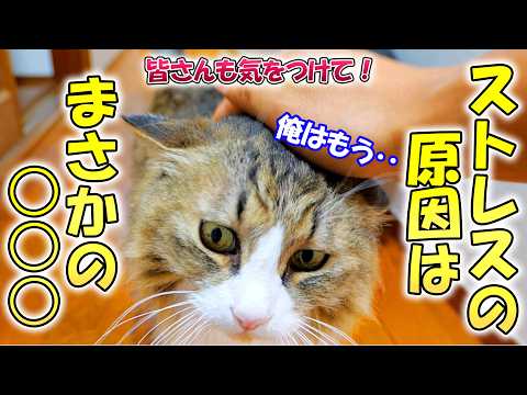 膀胱炎の原因になっていたボス吉のストレスをついに特定しました！【猫は○○○で病気になる🐈】(YouTube)