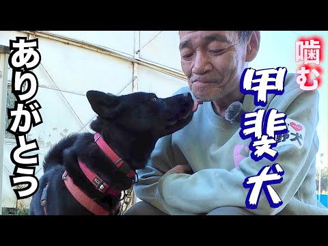 家族親戚を噛んでしまった甲斐犬（三日目）(YouTube)