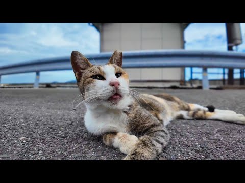 【今週のボツ動画】今週撮った短い未公開動画まとめて公開-unreleased video of this week-2024/10/5w(YouTube)